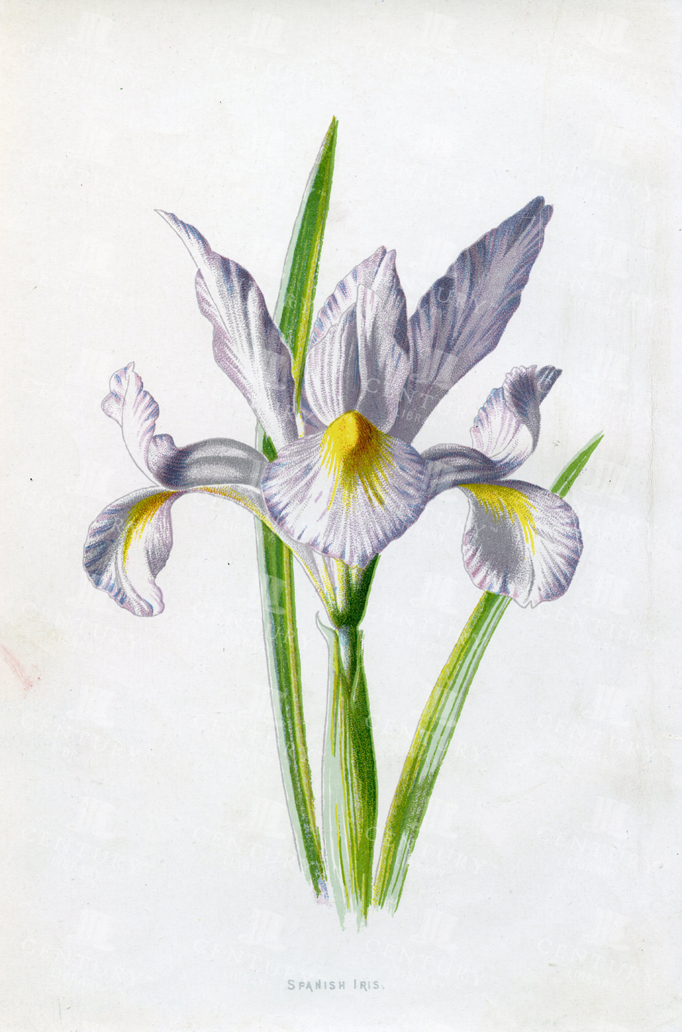 Spanish Iris -vintage Botanical Chromolithograph Print