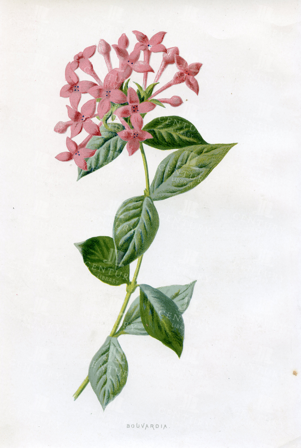 Vintage Botanical Chromo Print - Bouvardia - Edward Hulme