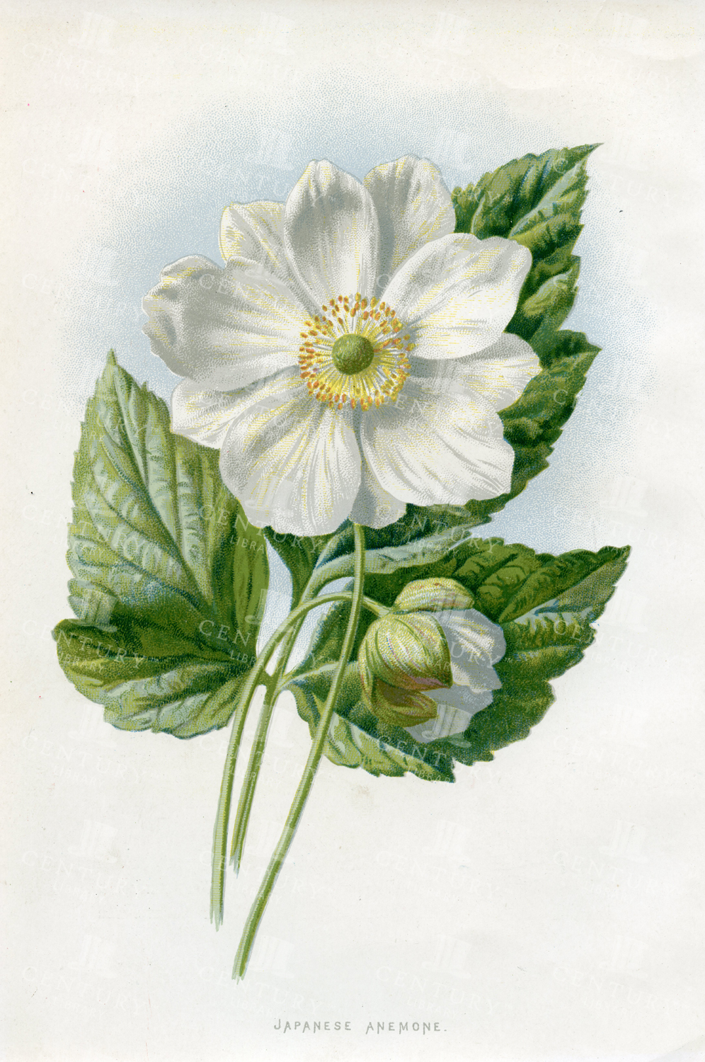 Japanese Anemone  -vintage Edward Hulme Botanical Print