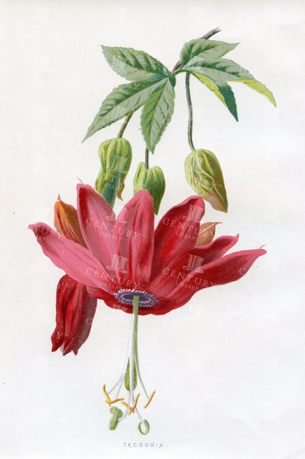 Beautiful Vintage Botanical Chromo Print - Tacsonia - 1883