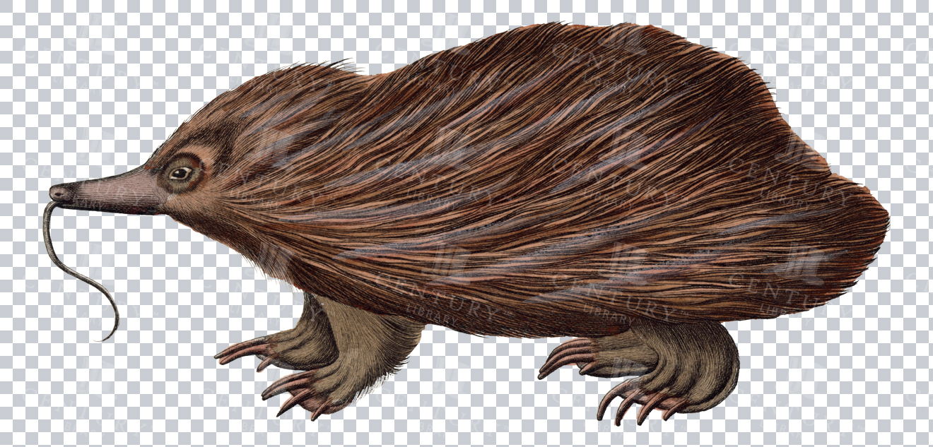 Vintage Engraving Of Tenrec On Transparent Background