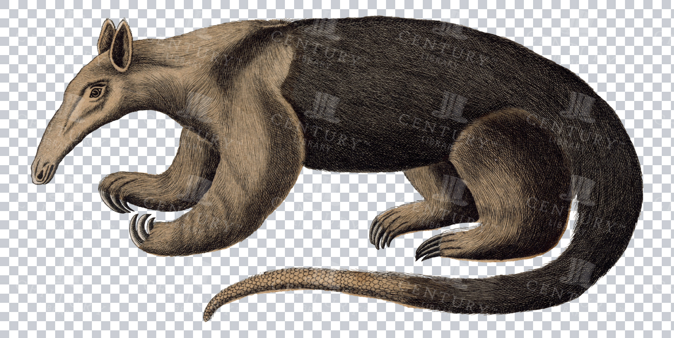 Vintage Engraving Of Giant Anteater On Transparent Background