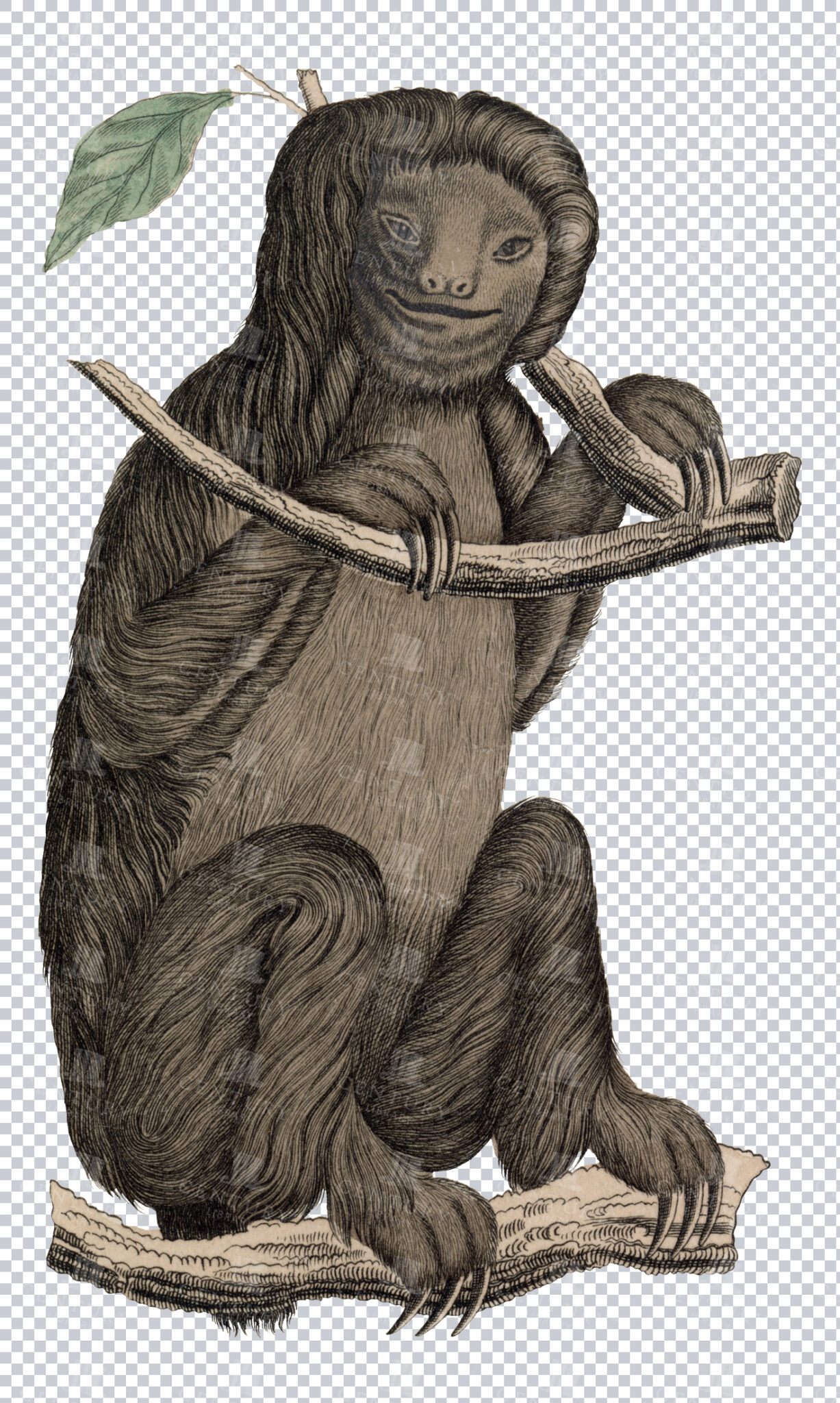 Vintage Engraving Of Sloth On Transparent Background