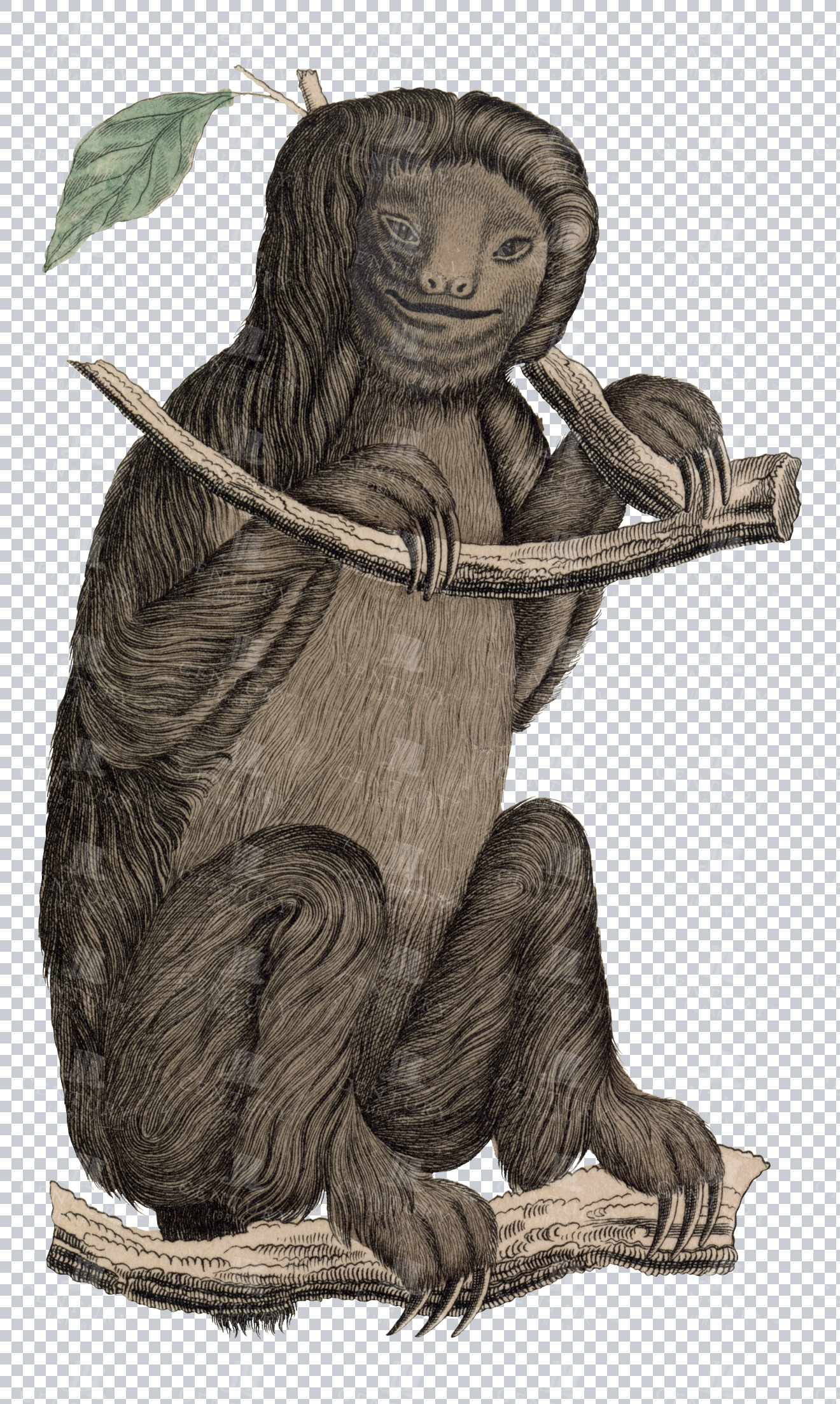 Vintage Engraving Of Sloth On Transparent Background