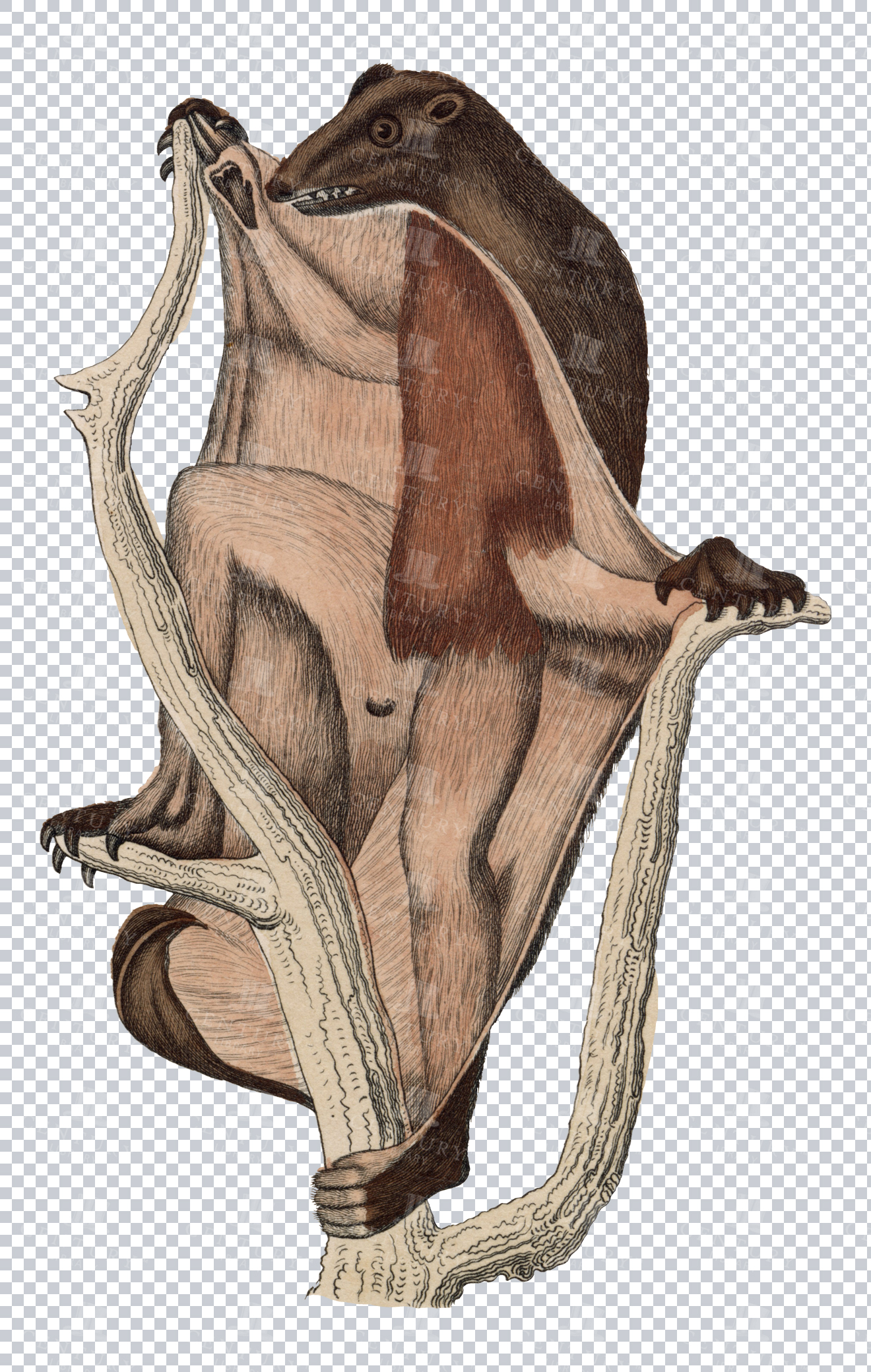 Vintage Engraving Of Flying Lemur On Transparent Background
