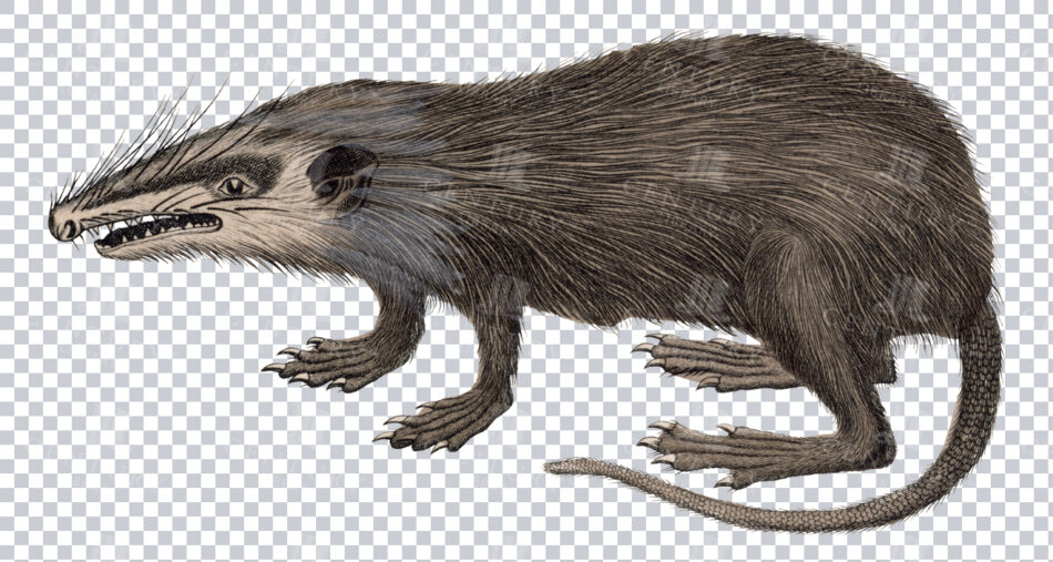 Vintage Engraving Of Solenodon On Transparent Background