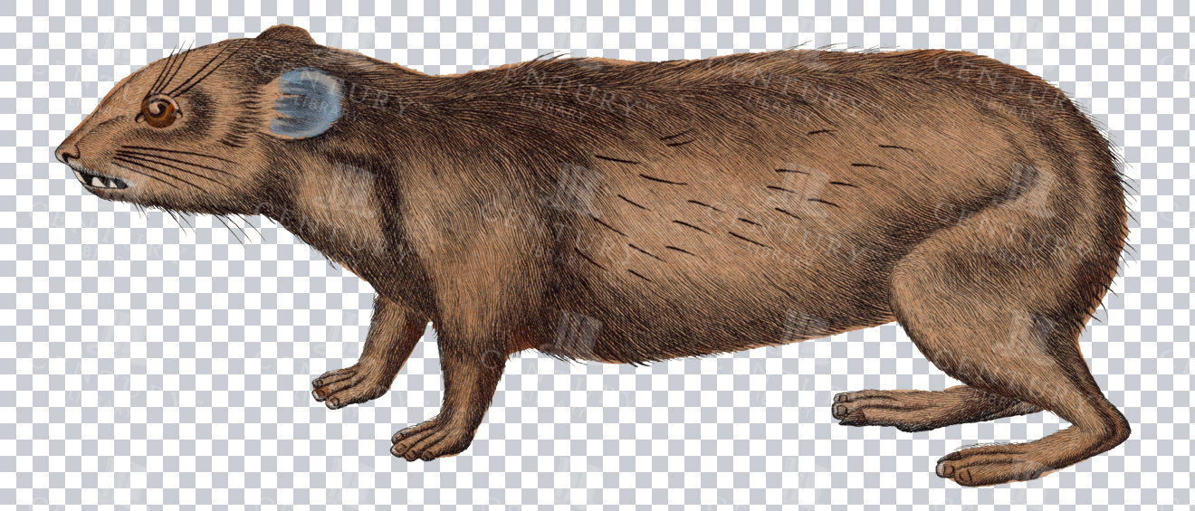 Vintage Illustration Of Hyrax On Transparent Background