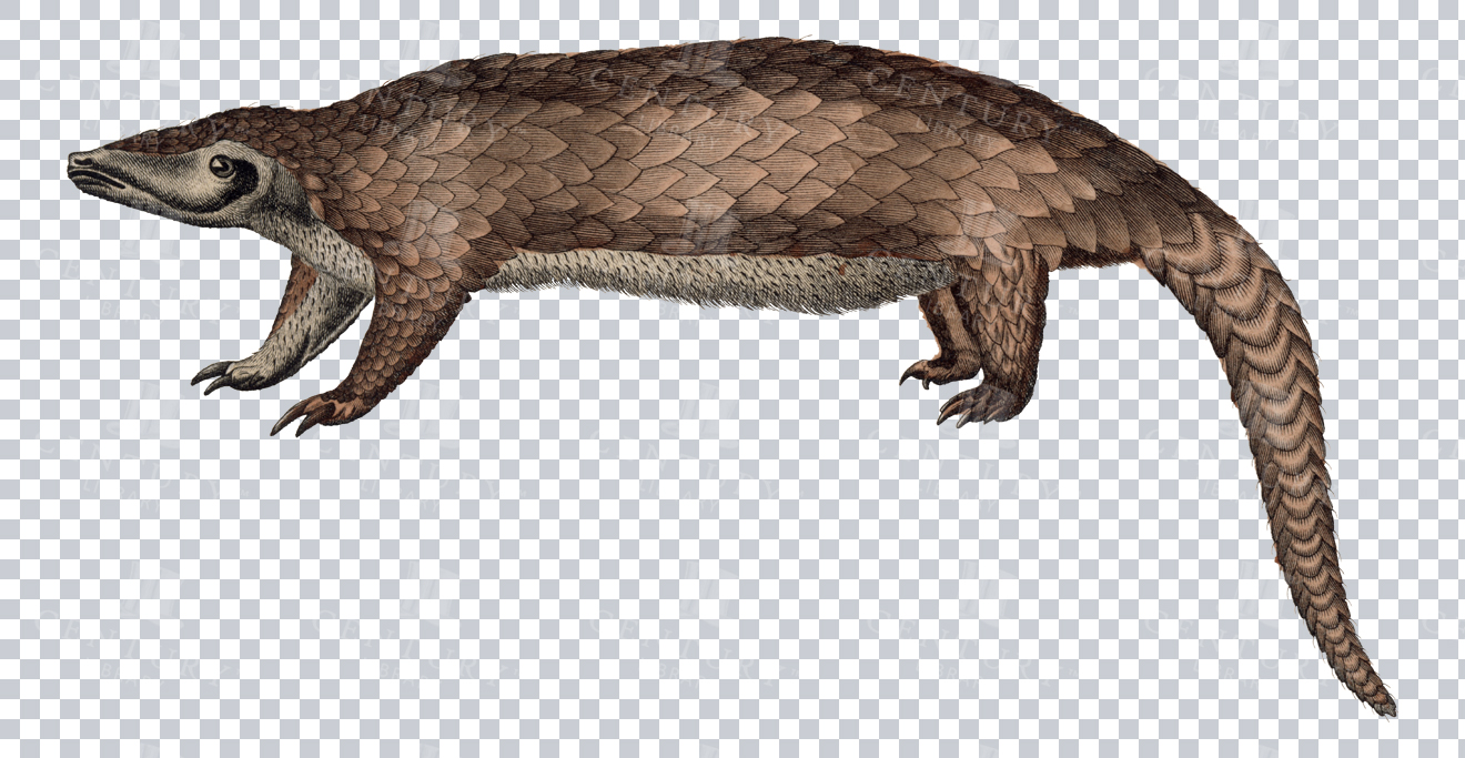 Vintage Engraving Of Pangolin On Transparent Background
