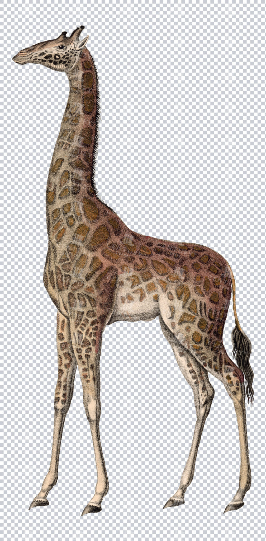Vintage Illustration Of Giraffe On Transparent Background