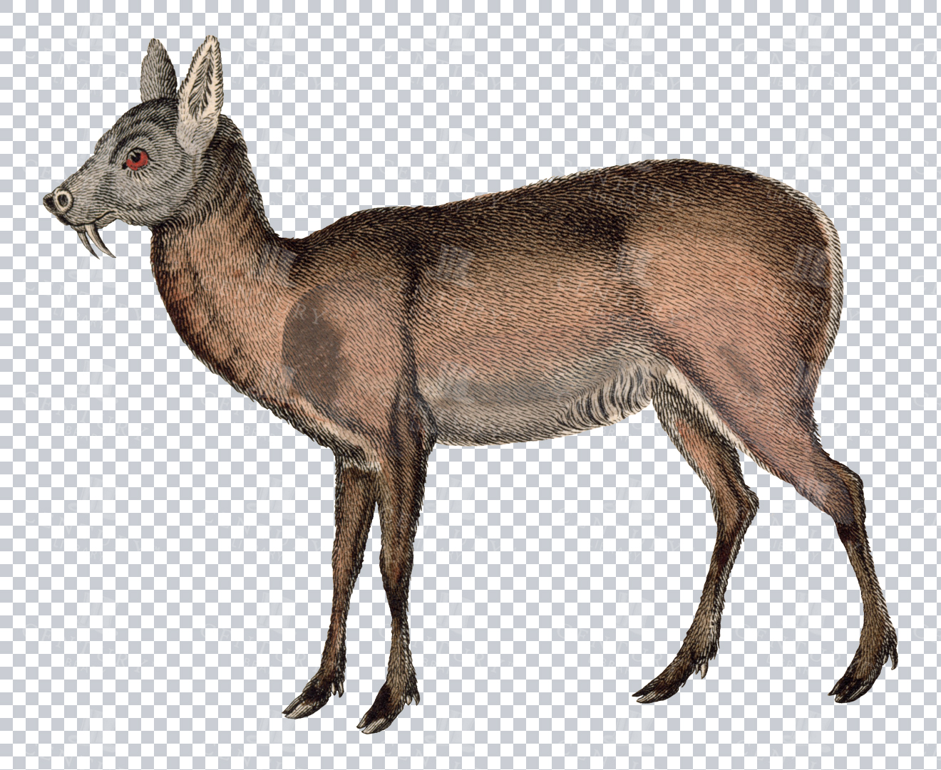 Vintage Engraving Of Musk Deer On Transparent Background