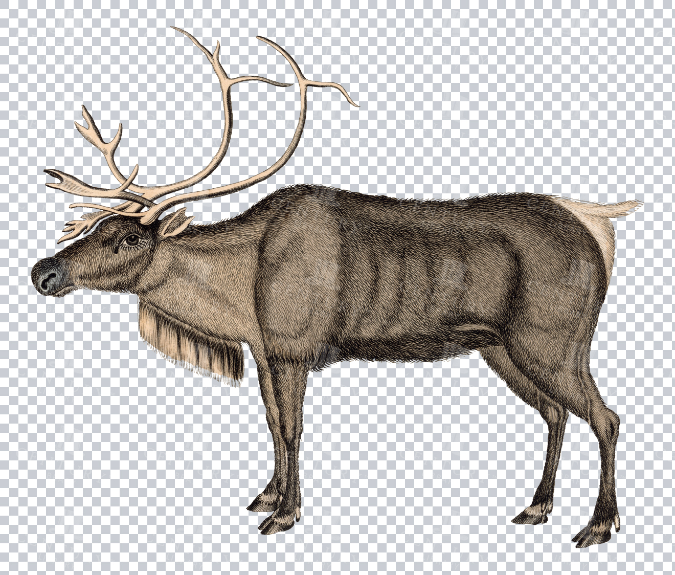 Vintage Engraving Of Reindeer On Transparent Background