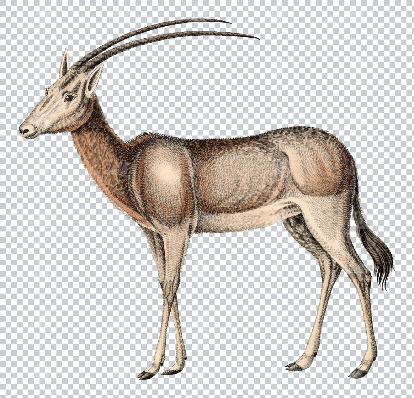 Vintage Illustration Of Scimitar-horned Oryx On Transparent Background