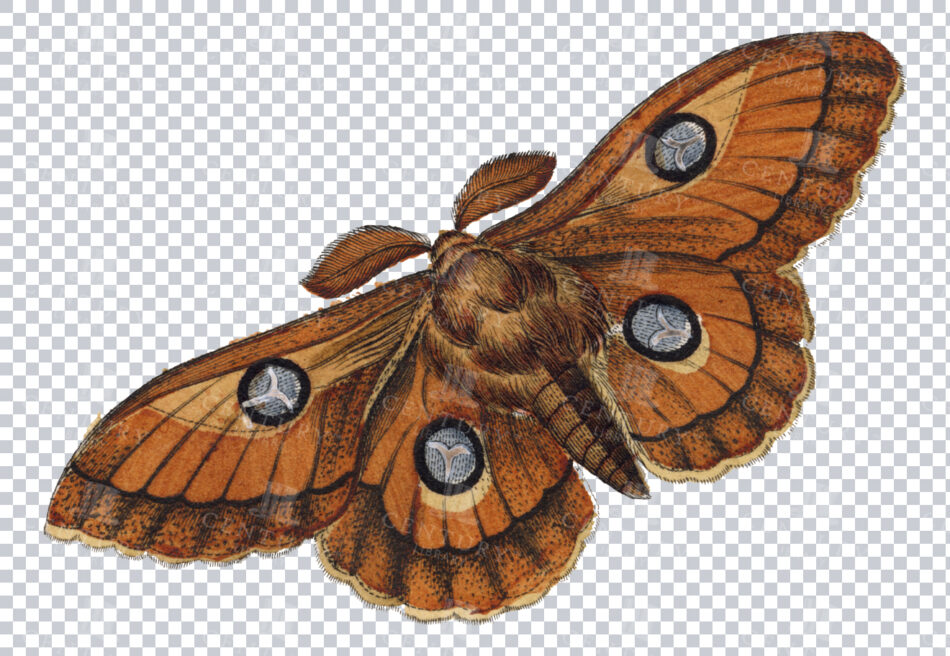 Orange-brown Moth With Four Circular Eyesspots And Feathery Antennae - Spread Wings With Scalloped Edges And Vein Detail