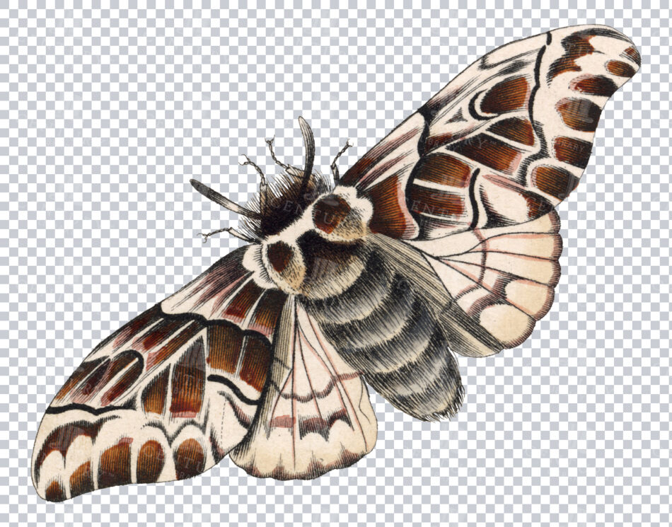 Intricate Brown And Cream Moth Illustration From The 1800s - Antique Transparent Png Insect Art
