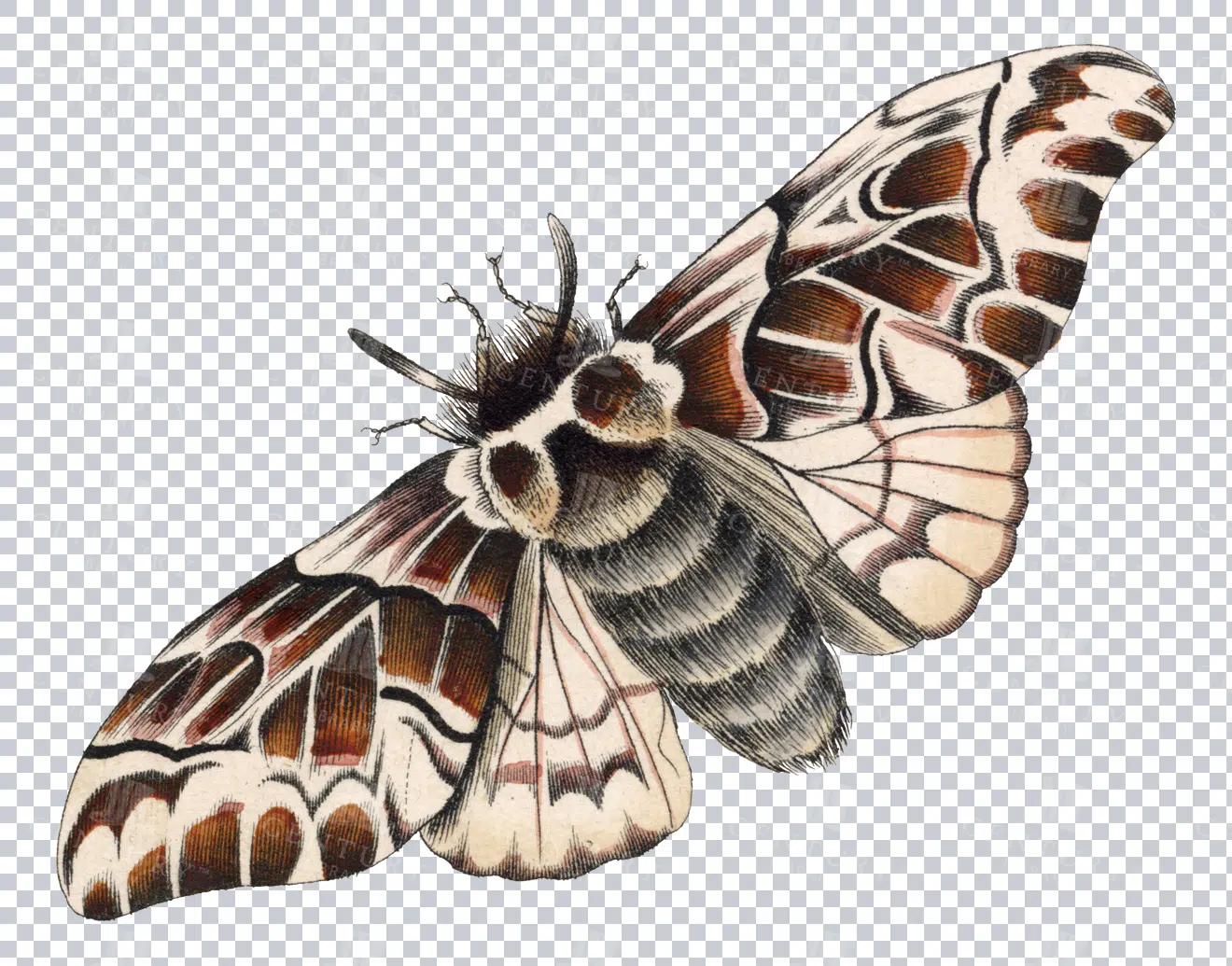 Moth - Century Library