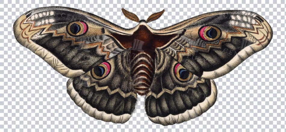 Black And Pink Moth With Eye Spots Illustration From The 1800s - Vintage Antique Transparent Png Insect Art