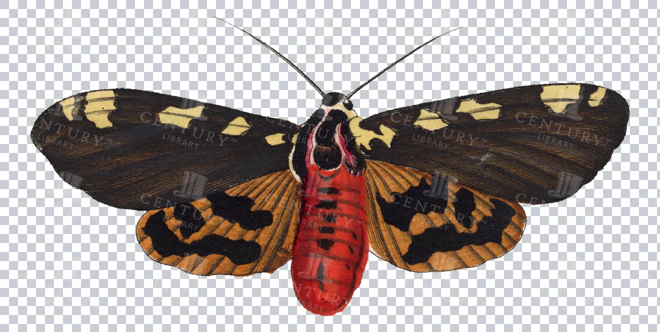 Moth - Century Library