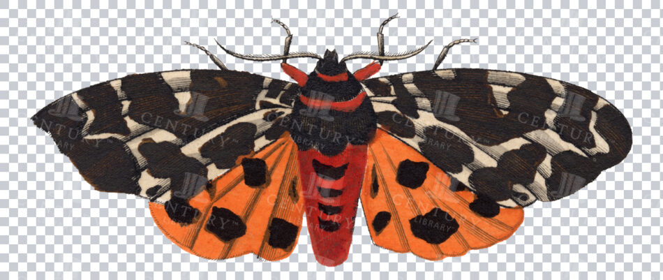 Antique 1800s Black And Orange Moth Illustration With Detailed Wing Patterns - Vintage Transparent Png Art