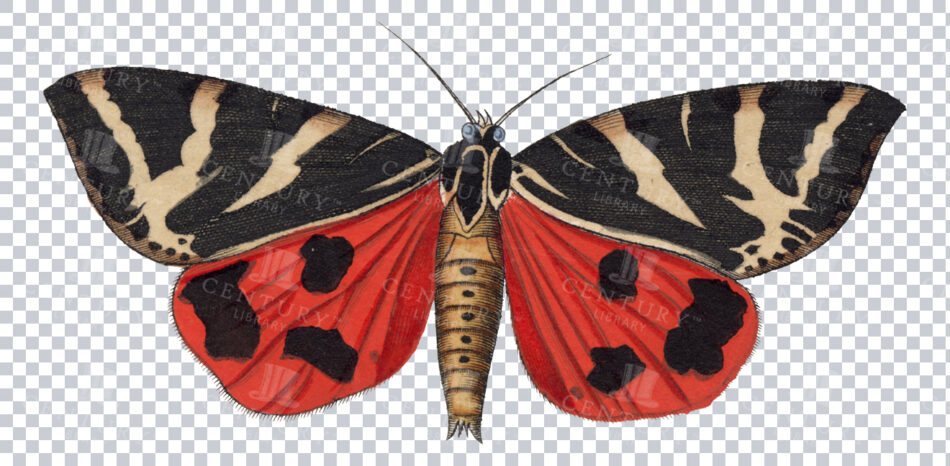 Vintage 1800s Black And Red Moth Illustration With Distinctive Wing Patterns - Antique Transparent Png Art