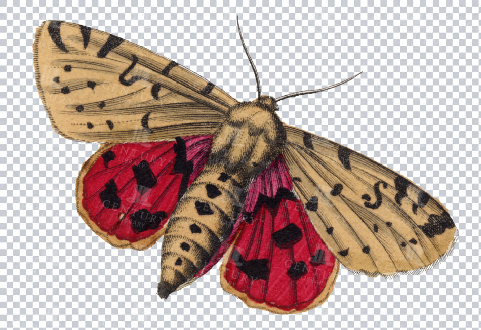 Antique 1800s Beige And Red Moth Illustration With Spotted Wings - Vintage Transparent Png Insect Art