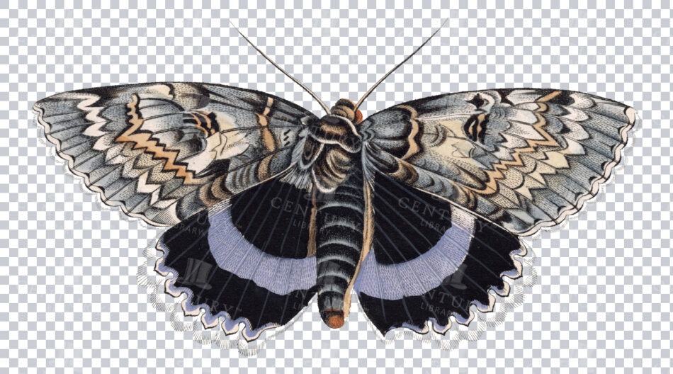 Vintage 1800s Blue And Black Moth Illustration With Elaborate Wing Patterns - Antique Transparent Png Art