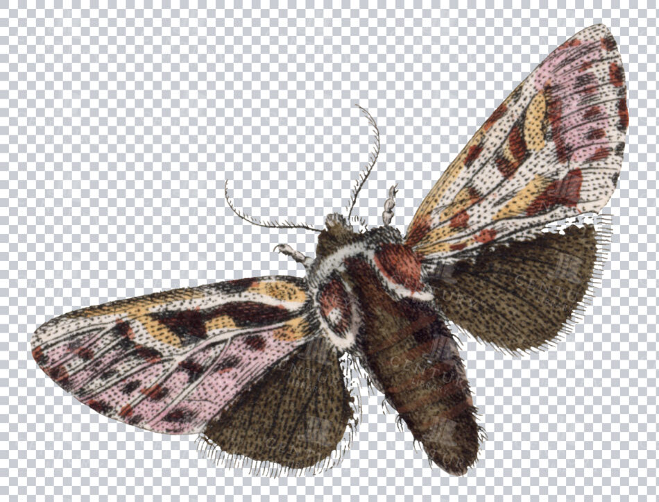 Antique 1800s Brown And Pink Moth Illustration With Detailed Wing Patterns - Vintage Transparent Png Art