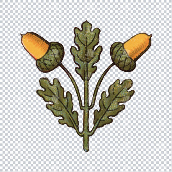 Vintage Heraldic Acorns And Oak Leaves Illustration