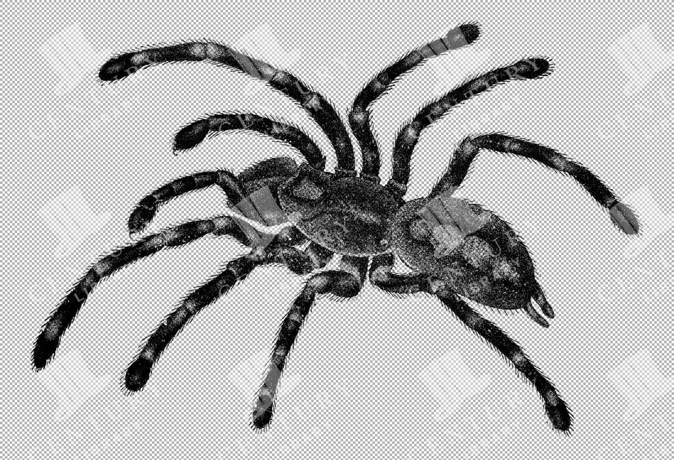 Detailed Vintage Illustration Of A Bird-eating Spider From The 1800s Natural History