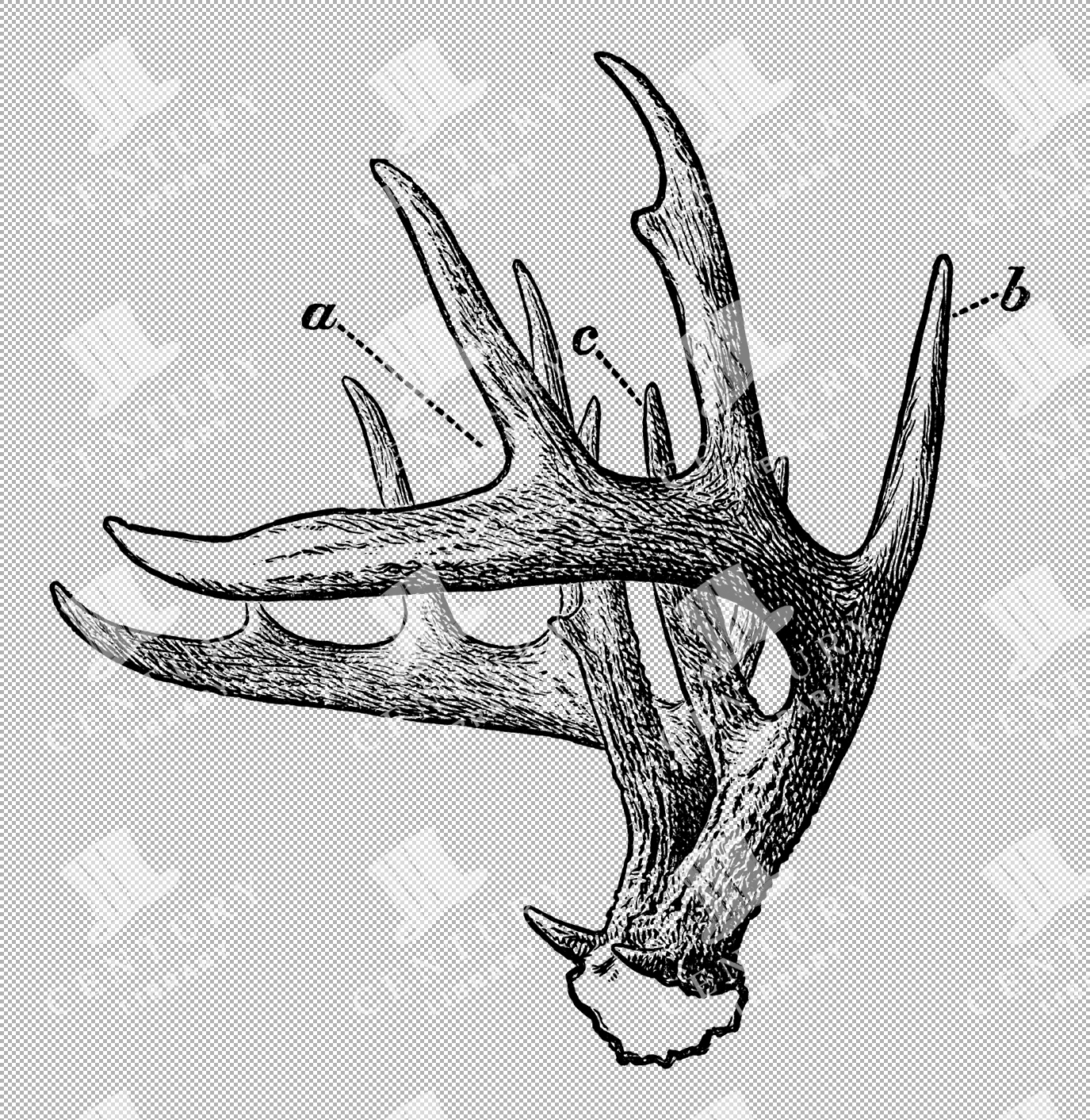 Antique Illustration Of Deer Antlers From The 1800s