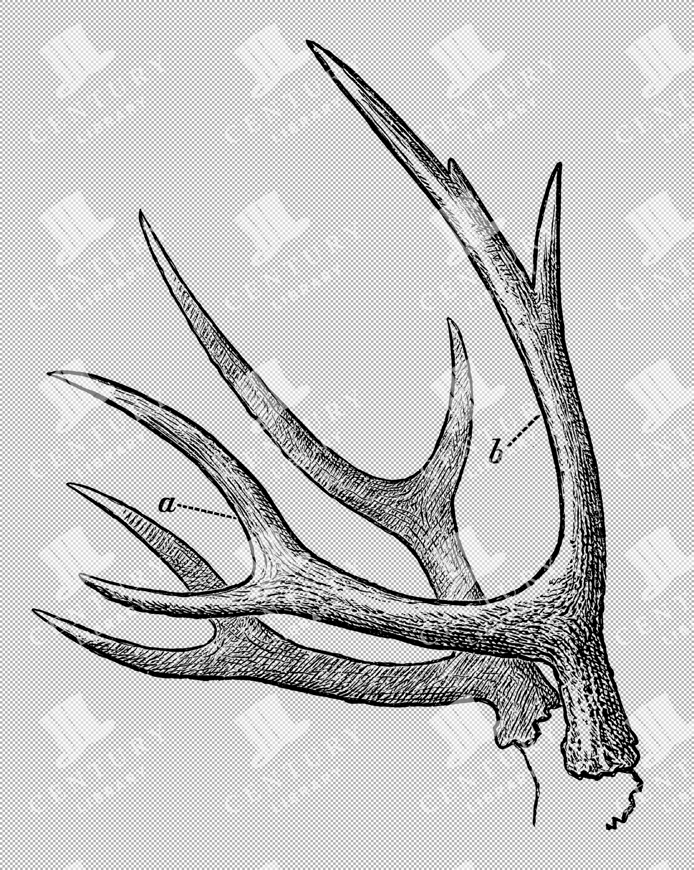 Historical Illustration Of Deer Antlers From The 1800s