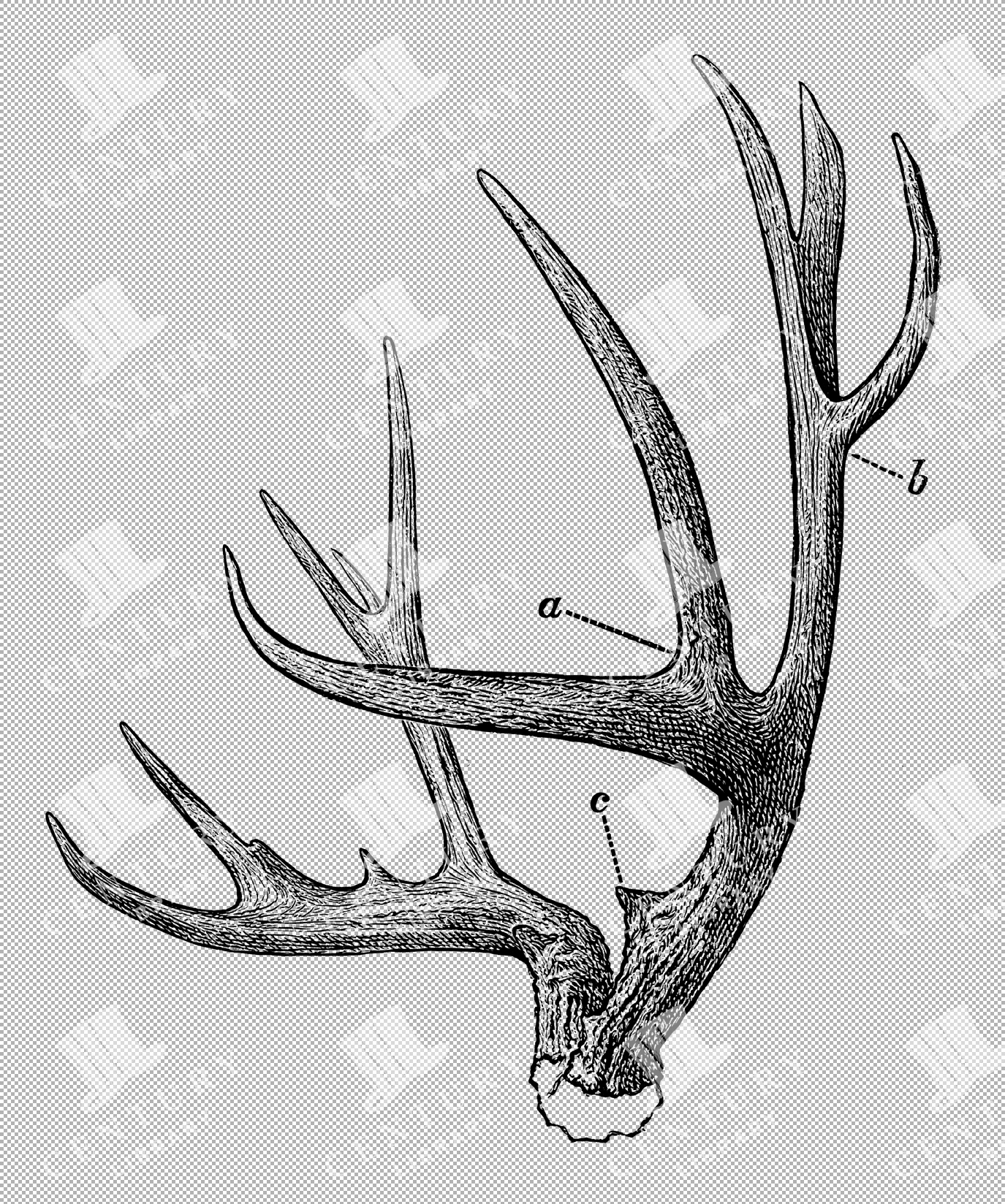 Detailed 1800s Illustration Of Deer Antlers From Natural History Book