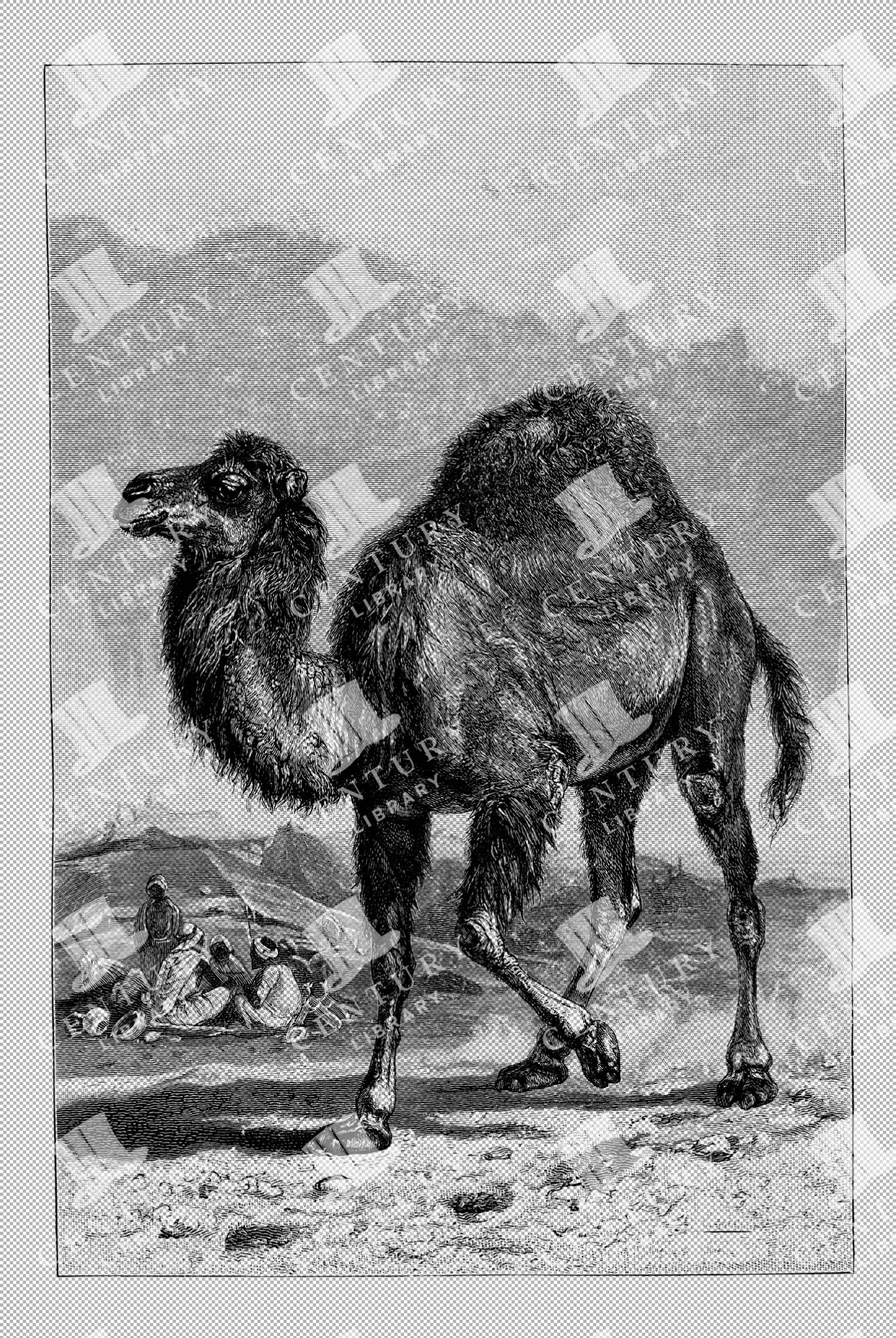 Antique 1800s Illustration Of An Arabian Camel In Desert Landscape
