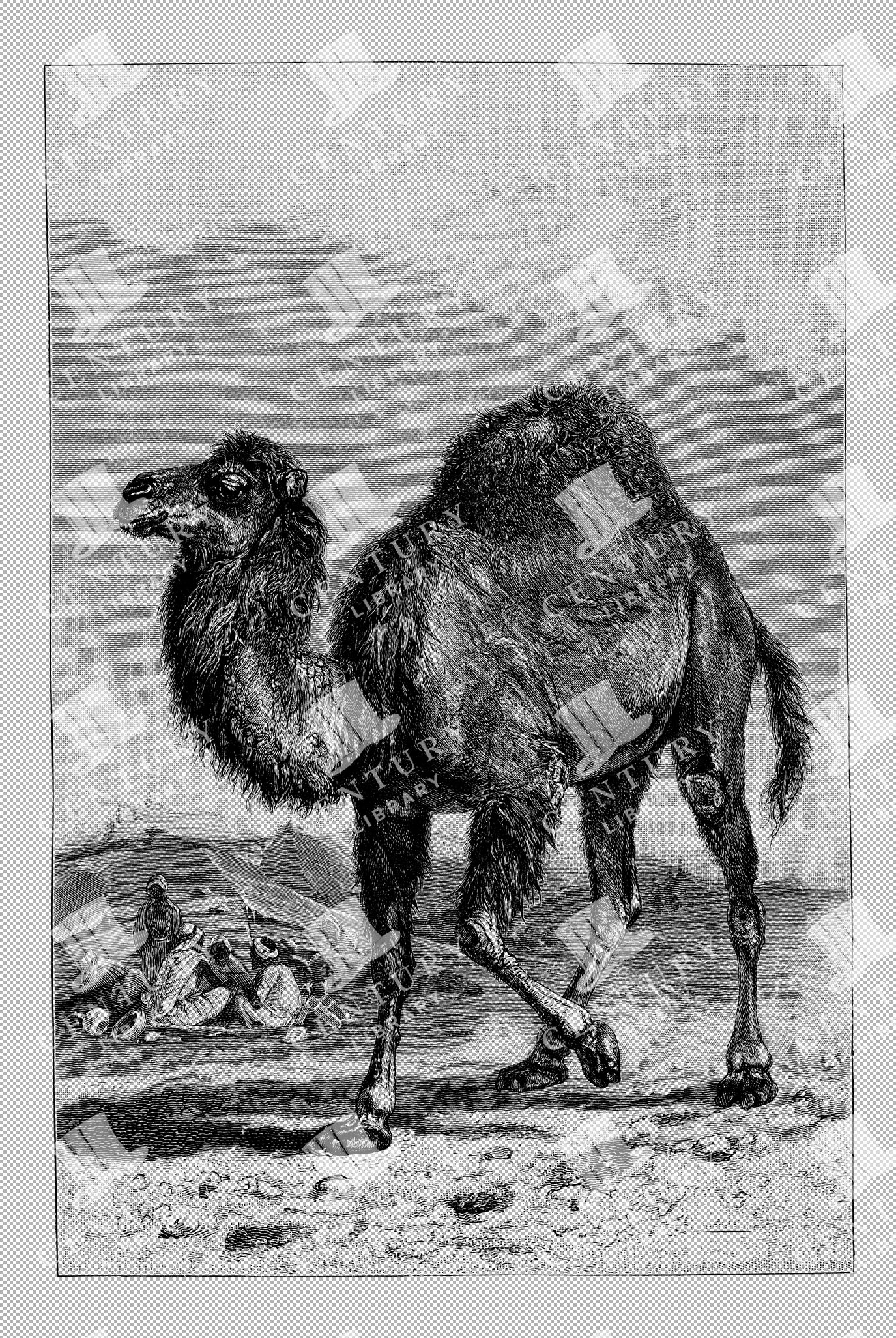 Antique 1800s Illustration Of An Arabian Camel In Desert Landscape