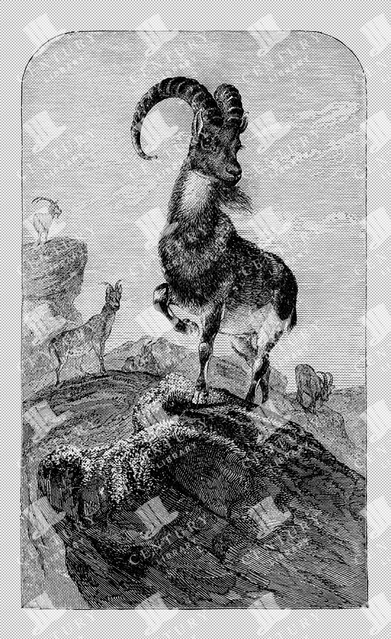 Antique Illustration Of Arabian Ibex Standing On Rocky Terrain From The 1800s