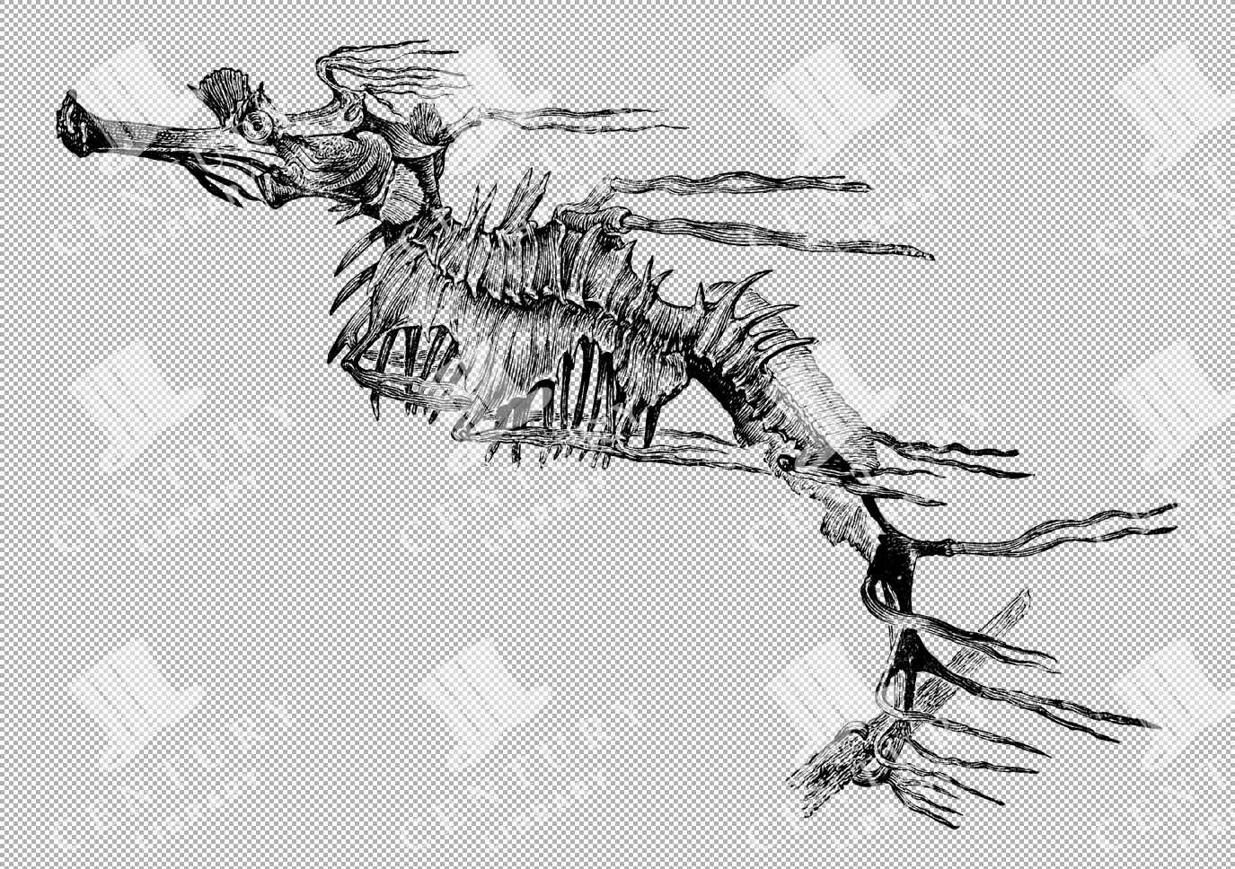 Detailed Antique Illustration Of An Australian Sea-horse With Unique Features