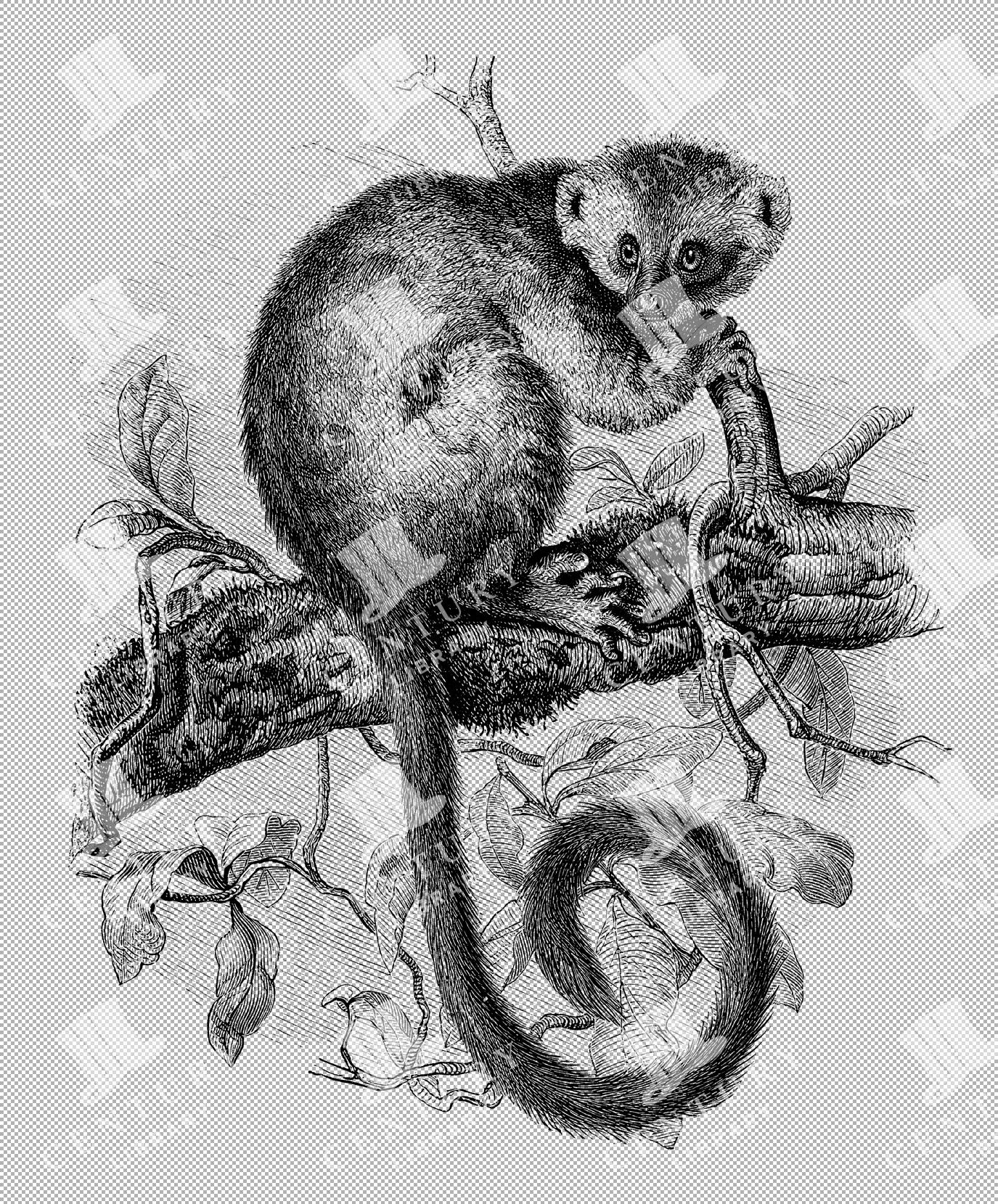 Detailed Antique Illustration Of A Bamboo Lemur Perched On A Tree Branch