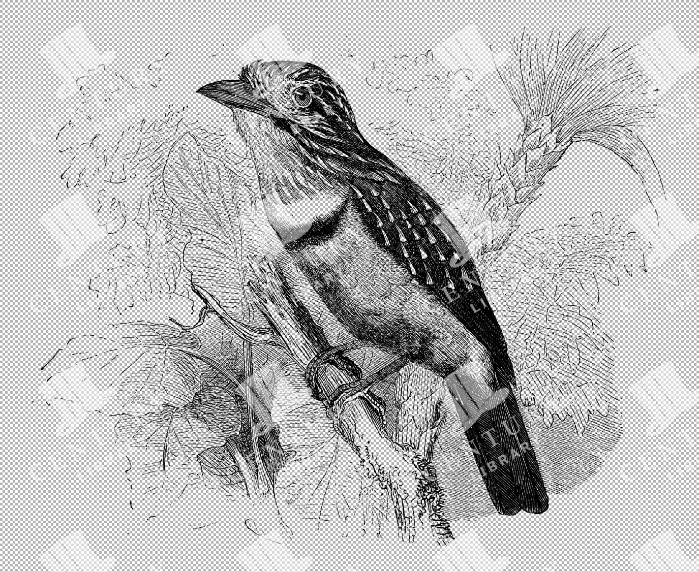 Detailed 1800s Illustration Of A Bearded Cuckoo Perched In Its Natural Habitat