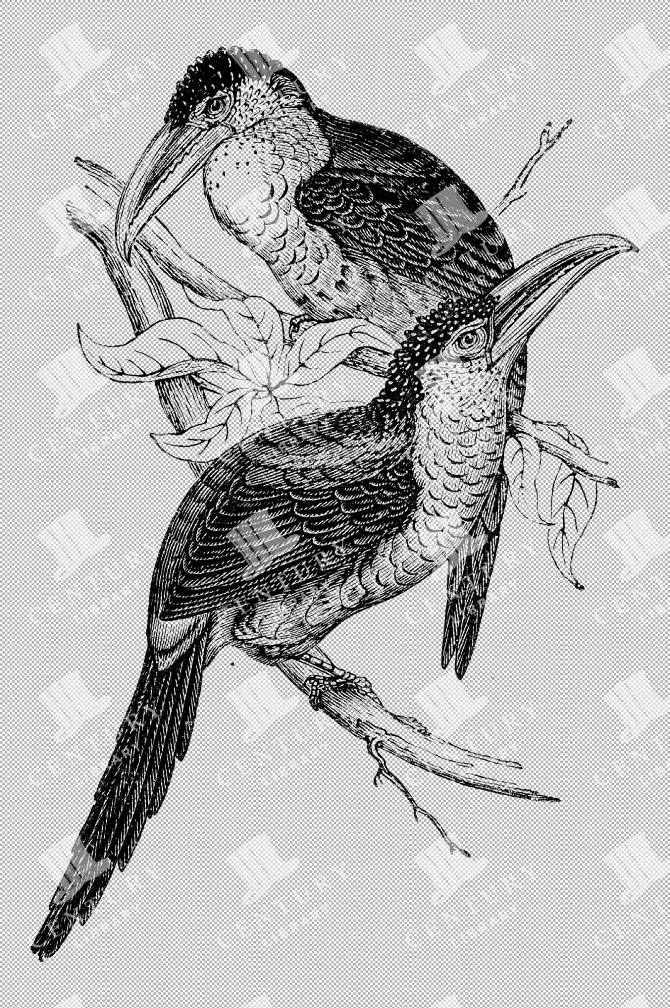 Vintage Illustration Of Two Birds Perched On Branches With Detailed Features From The 1800s