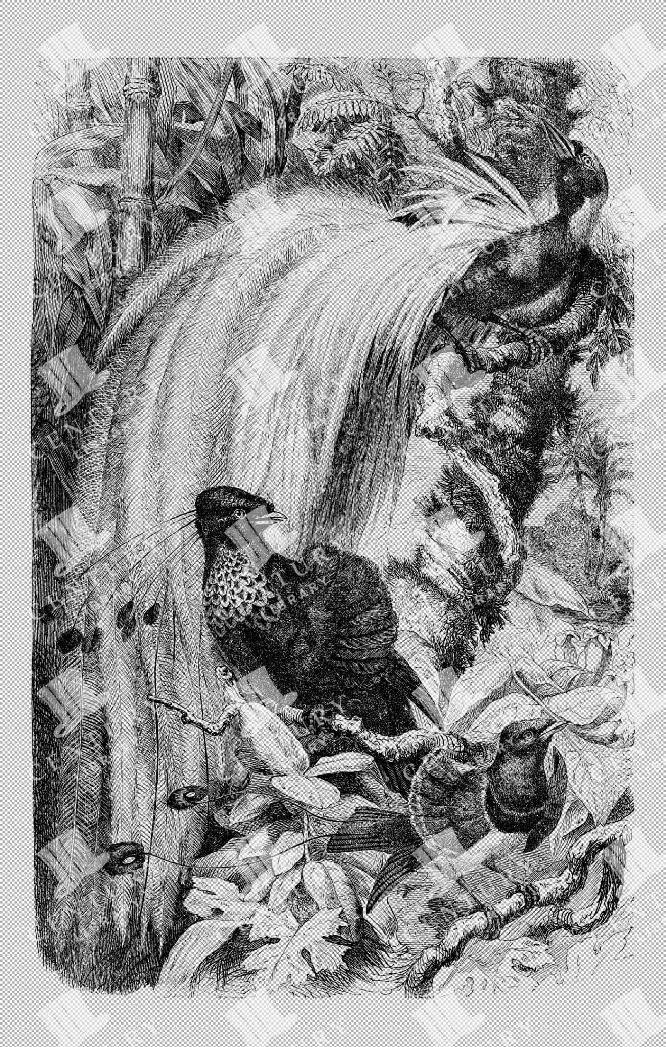 Detailed Antique Illustration Of Exotic Birds Of Paradise In A Jungle Setting