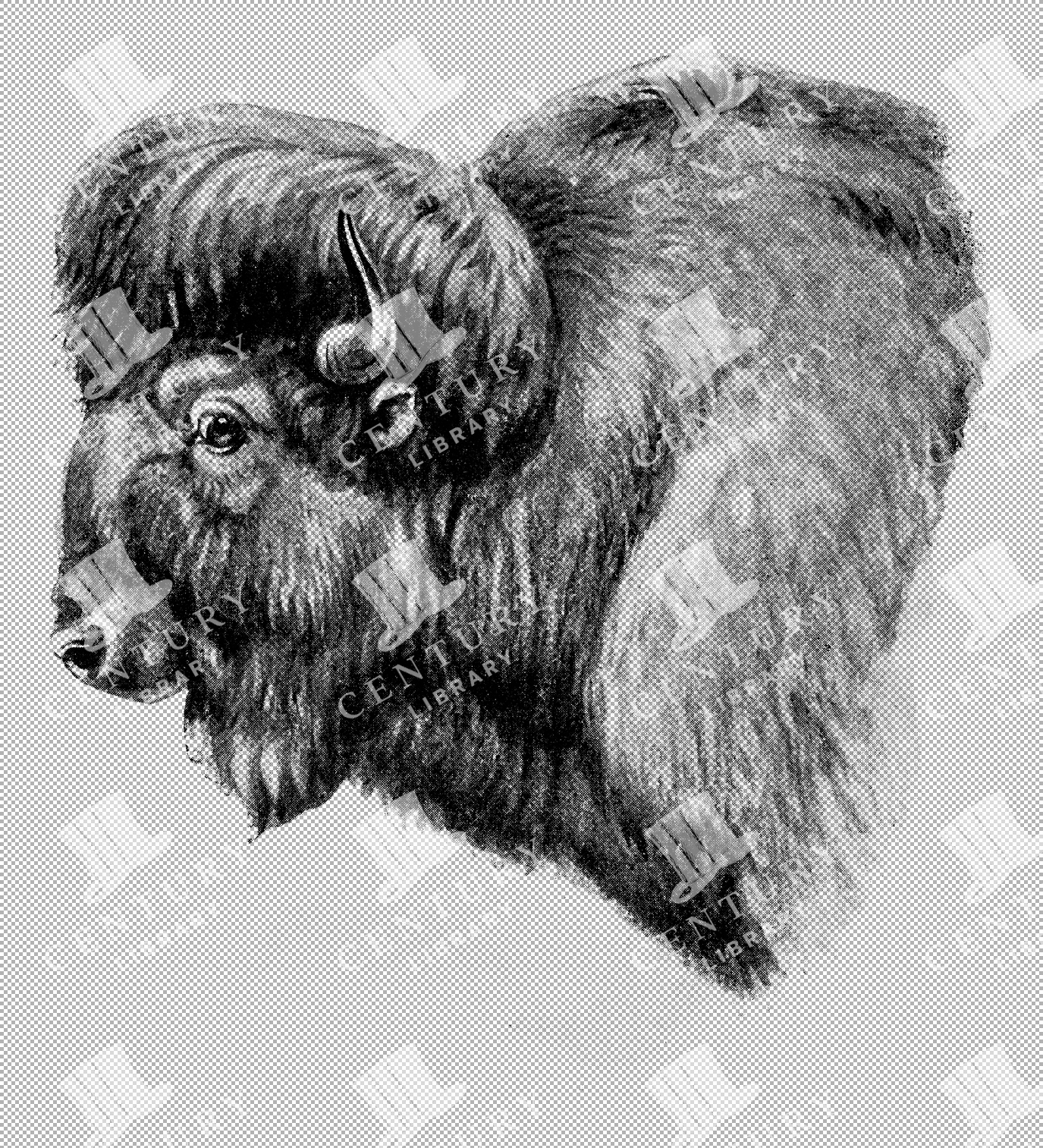 Vintage 1800s Illustration Of A Bison With Thick Fur And Prominent Horns