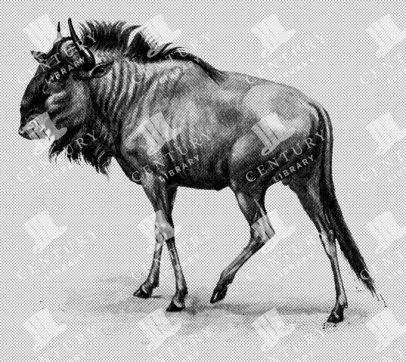 Vintage Illustration Of A Blue Wildebeest Standing In Open Savannah From The 1800s
