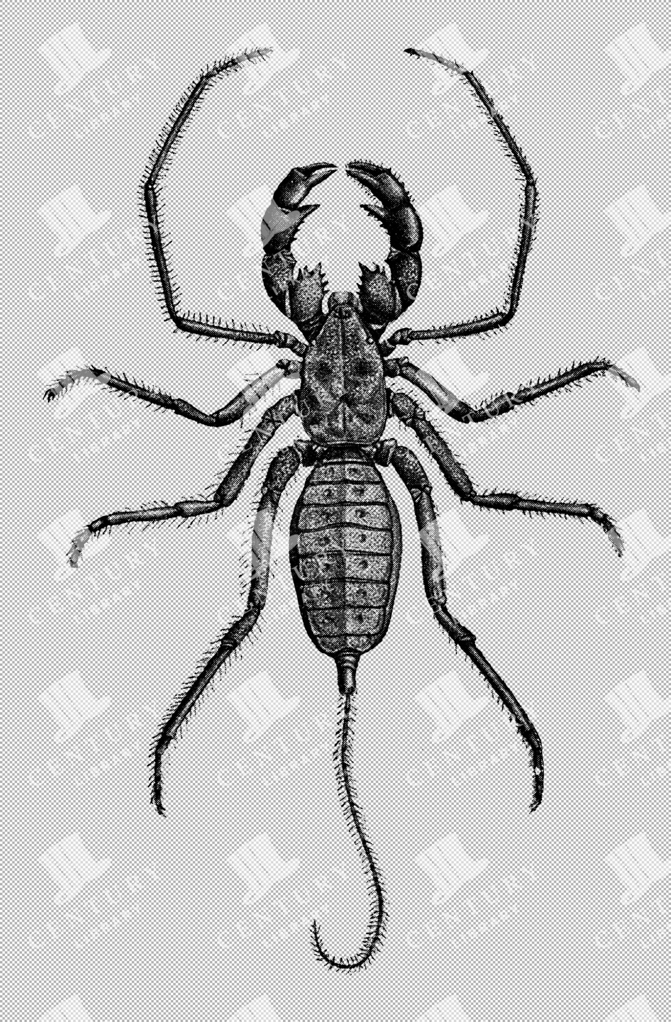 Antique Illustration Of A Bornean Whip-scorpion With Detailed Body Features From The 1800s