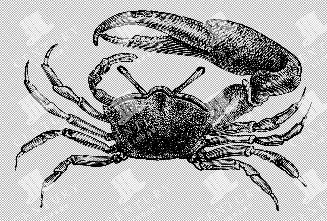 Illustration Of A Calling Crab