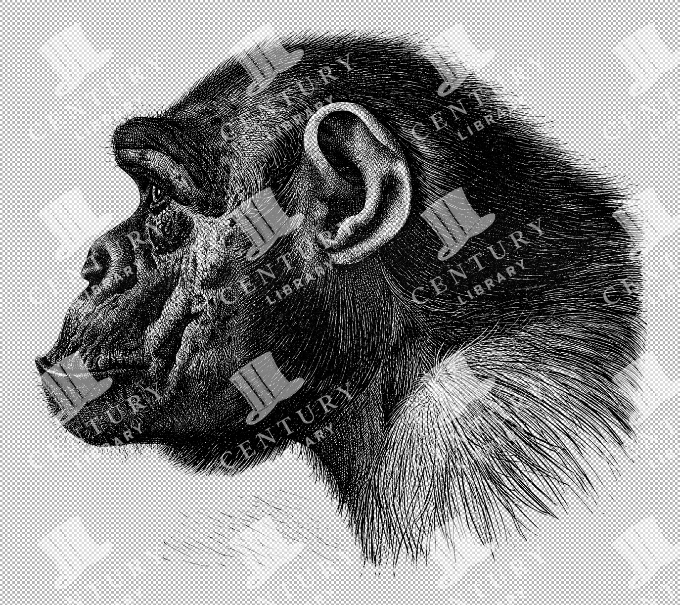 Side Profile Of A Chimpanzee
