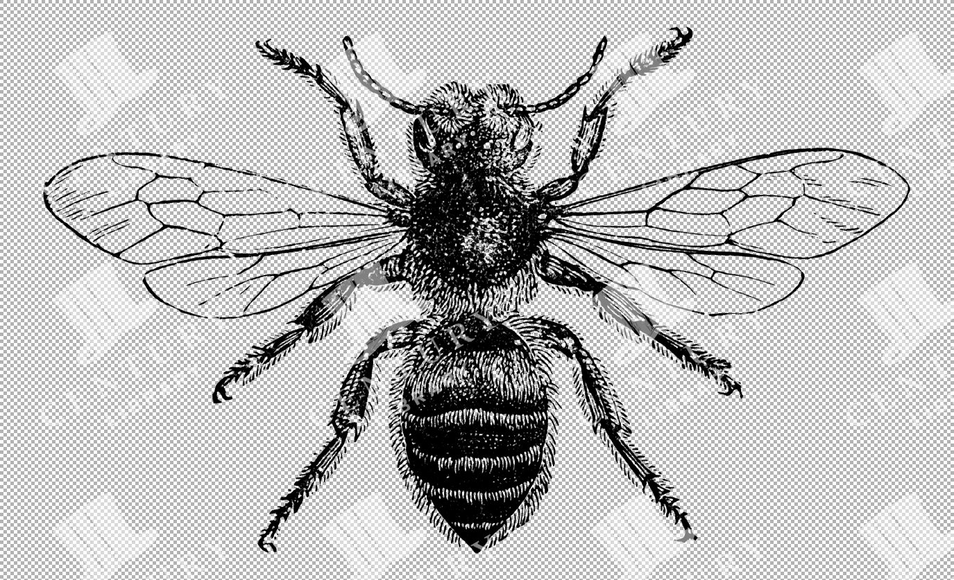 Common Leaf-cutter Bee Detailed Wing Structure Illustration