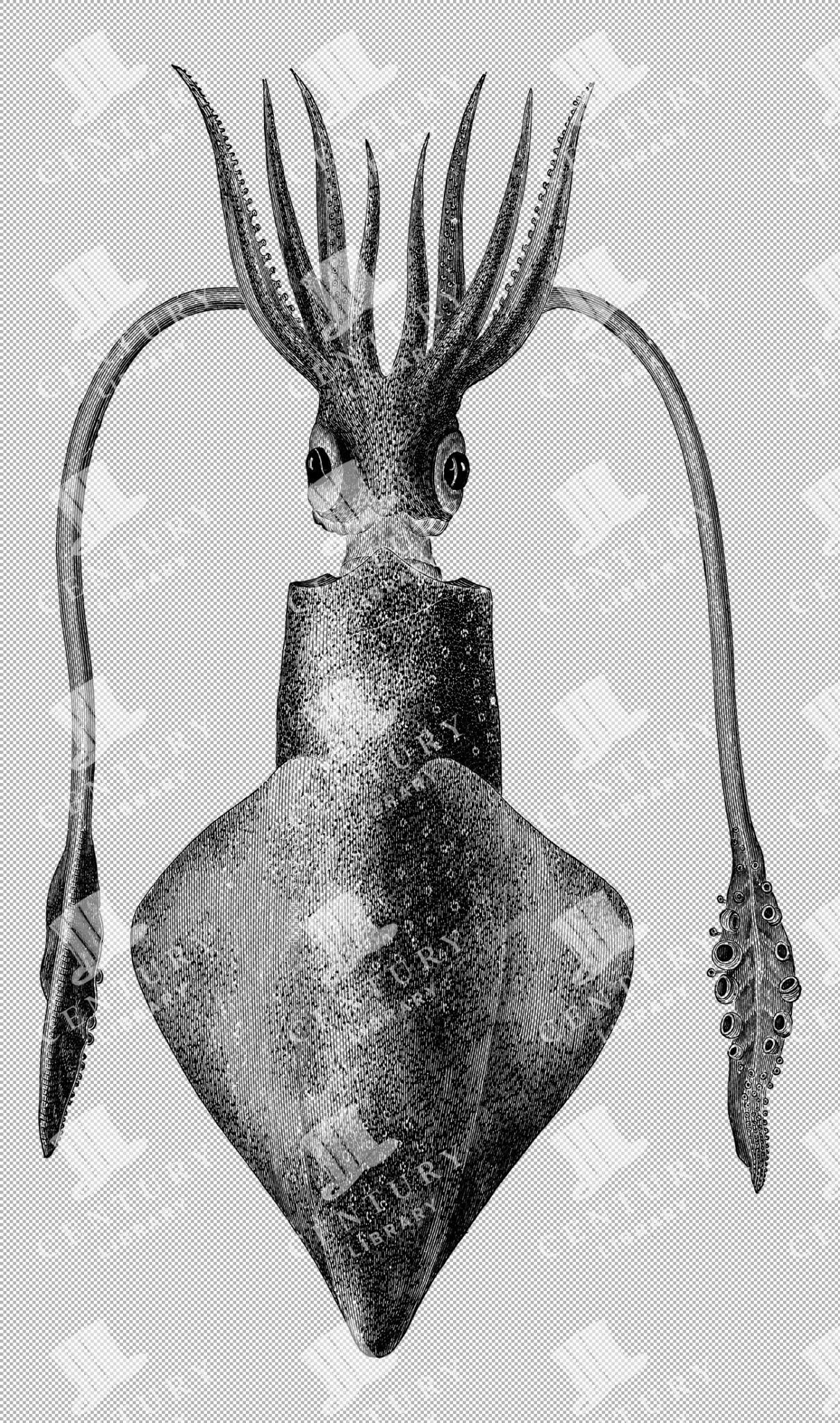Common Squid With Tentacles And Large Eyes Illustration