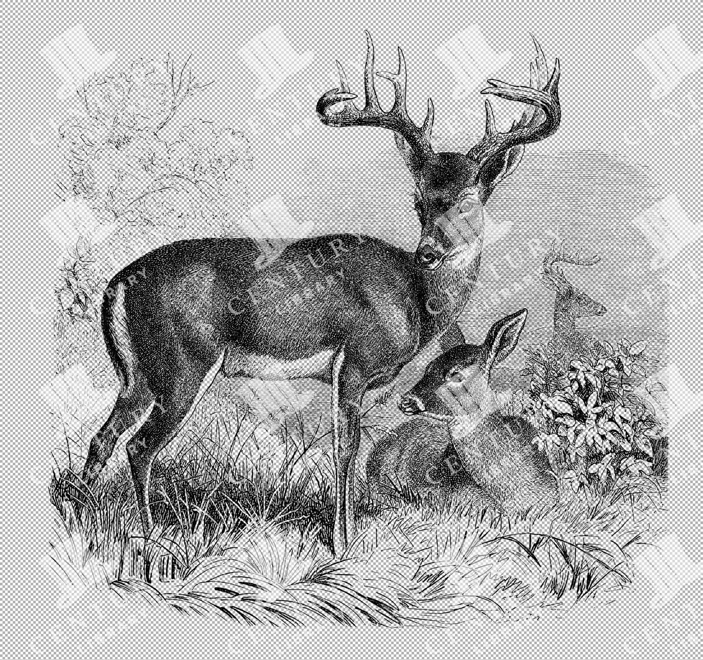 Black-tailed Deer Pair Isolated Png