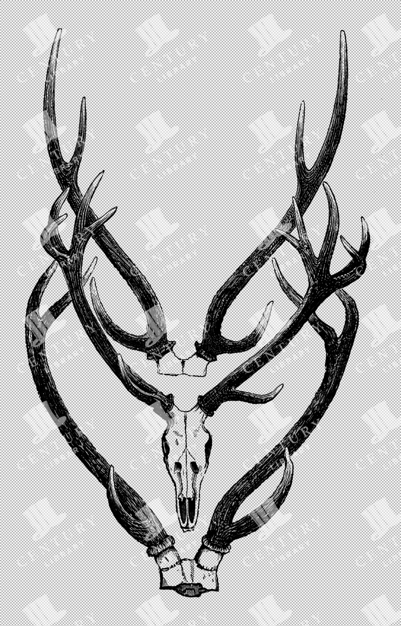 Decorative Deer Antlers With Skull Transparent Png