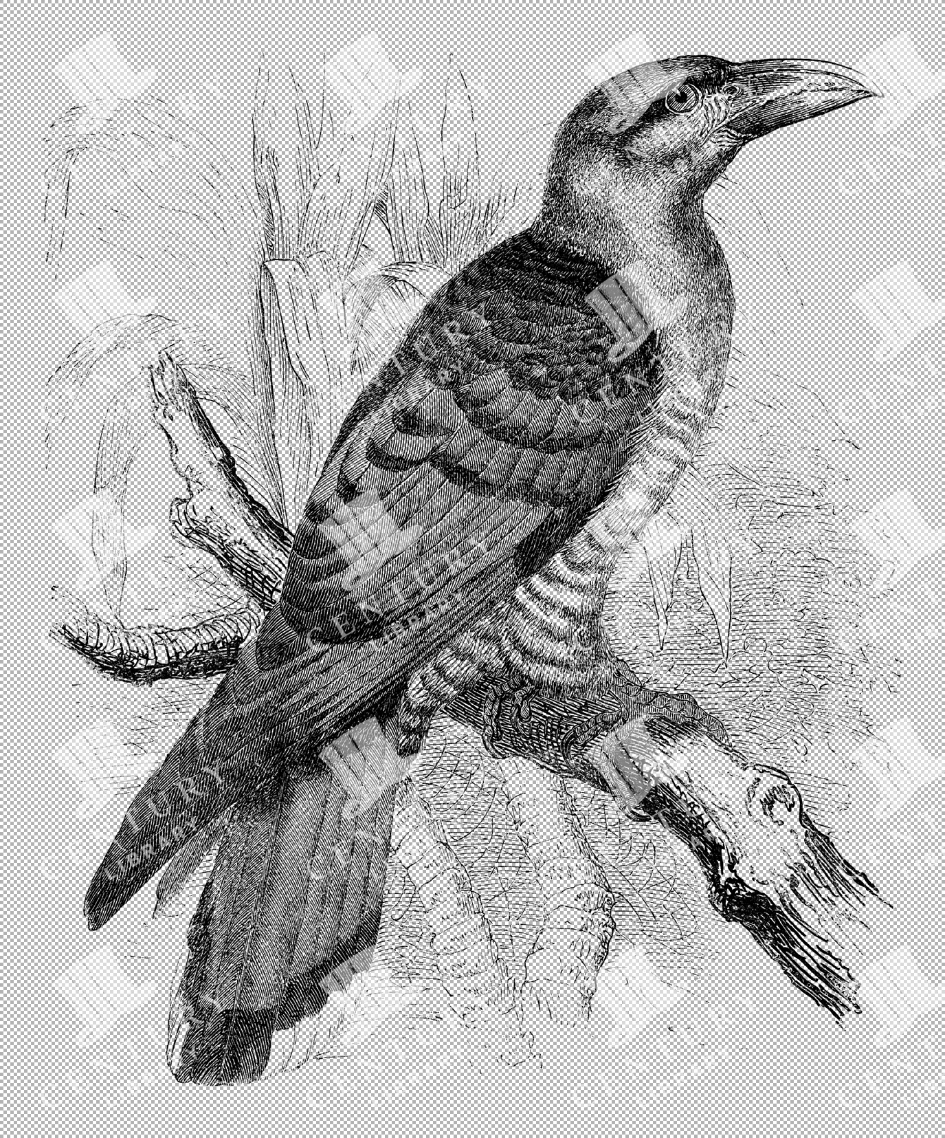 Giant Cuckoo Illustration On Transparent Background