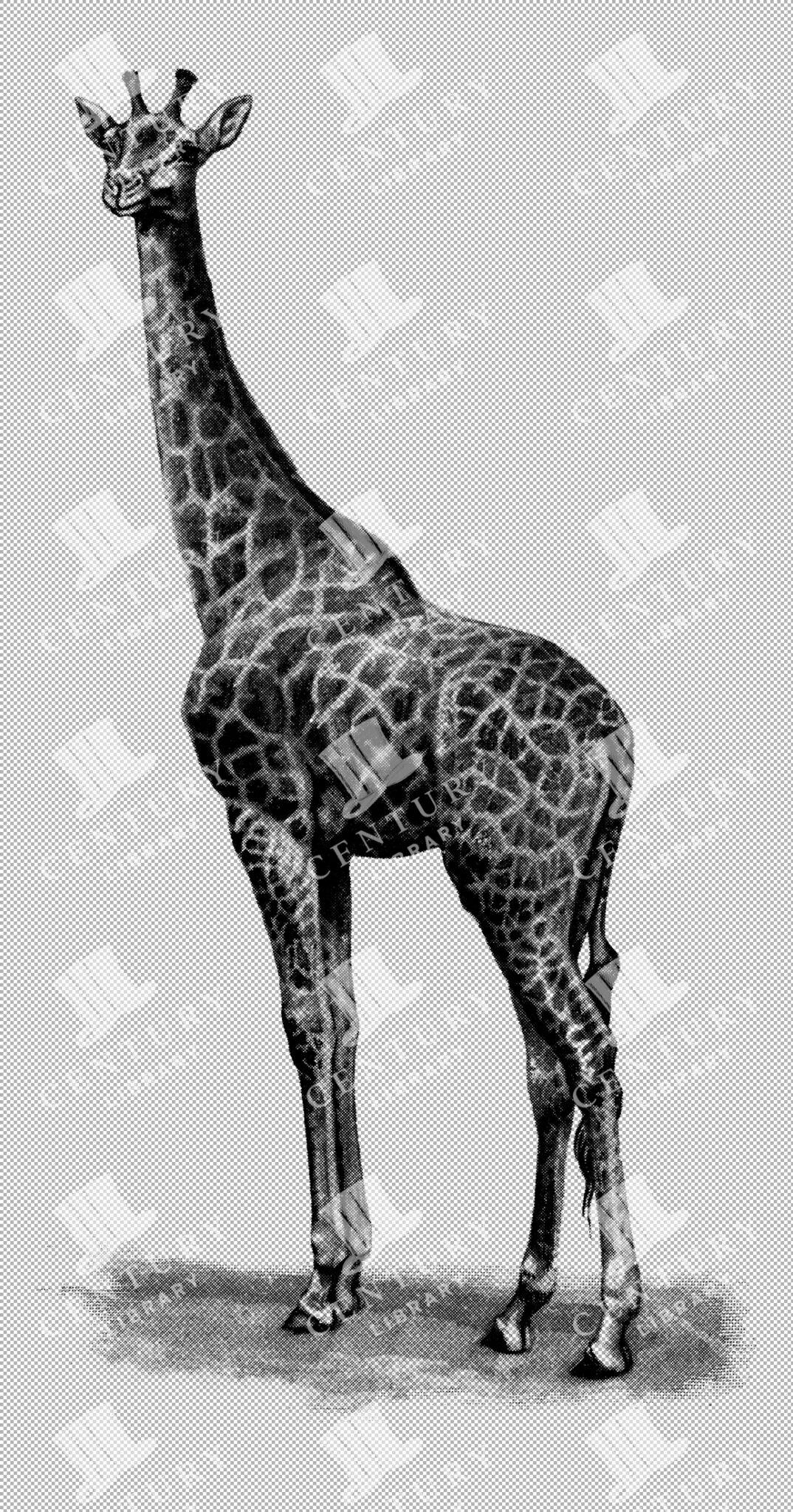 Giraffe Illustration On Transparent Background